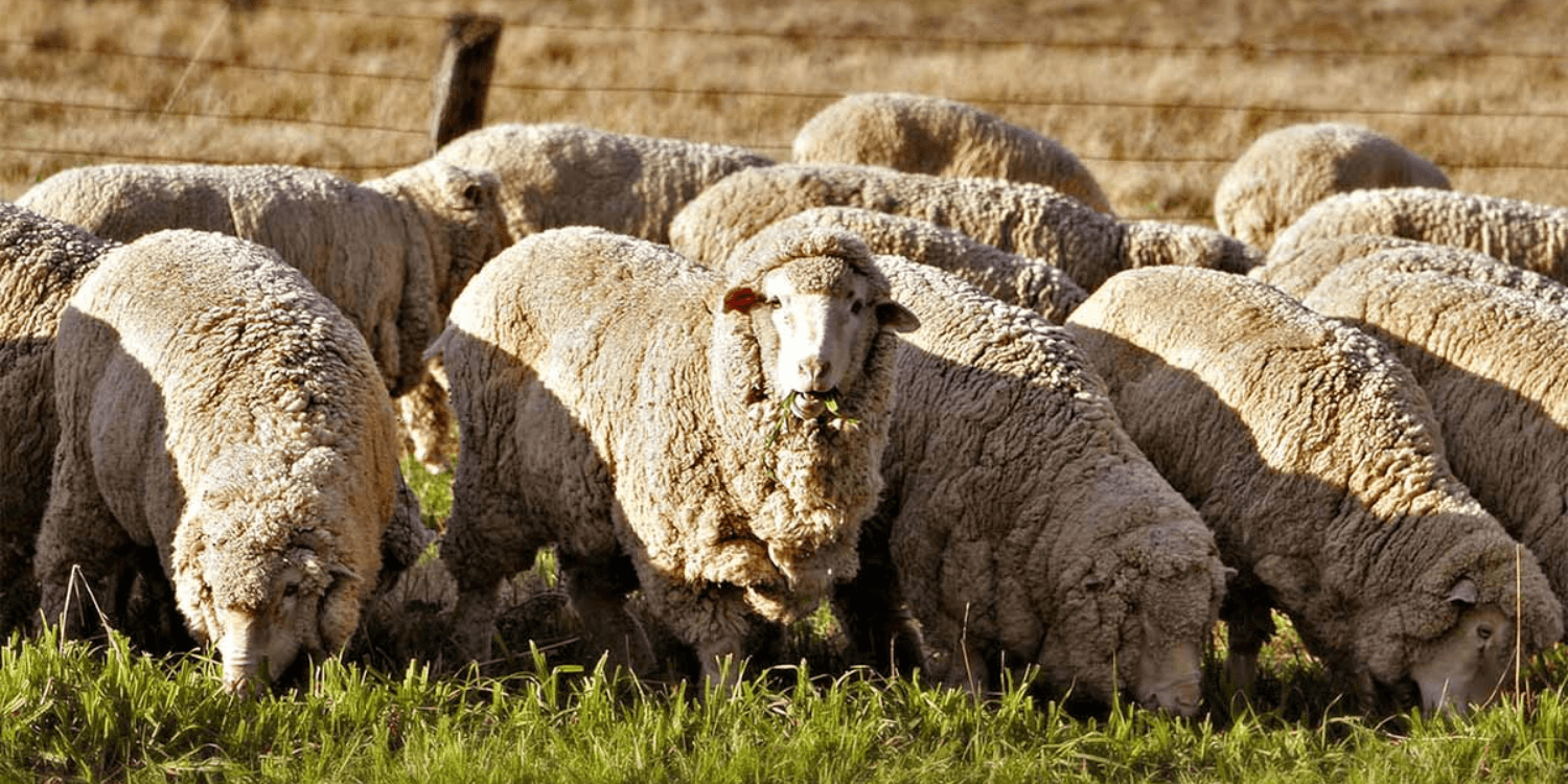 merino sheep