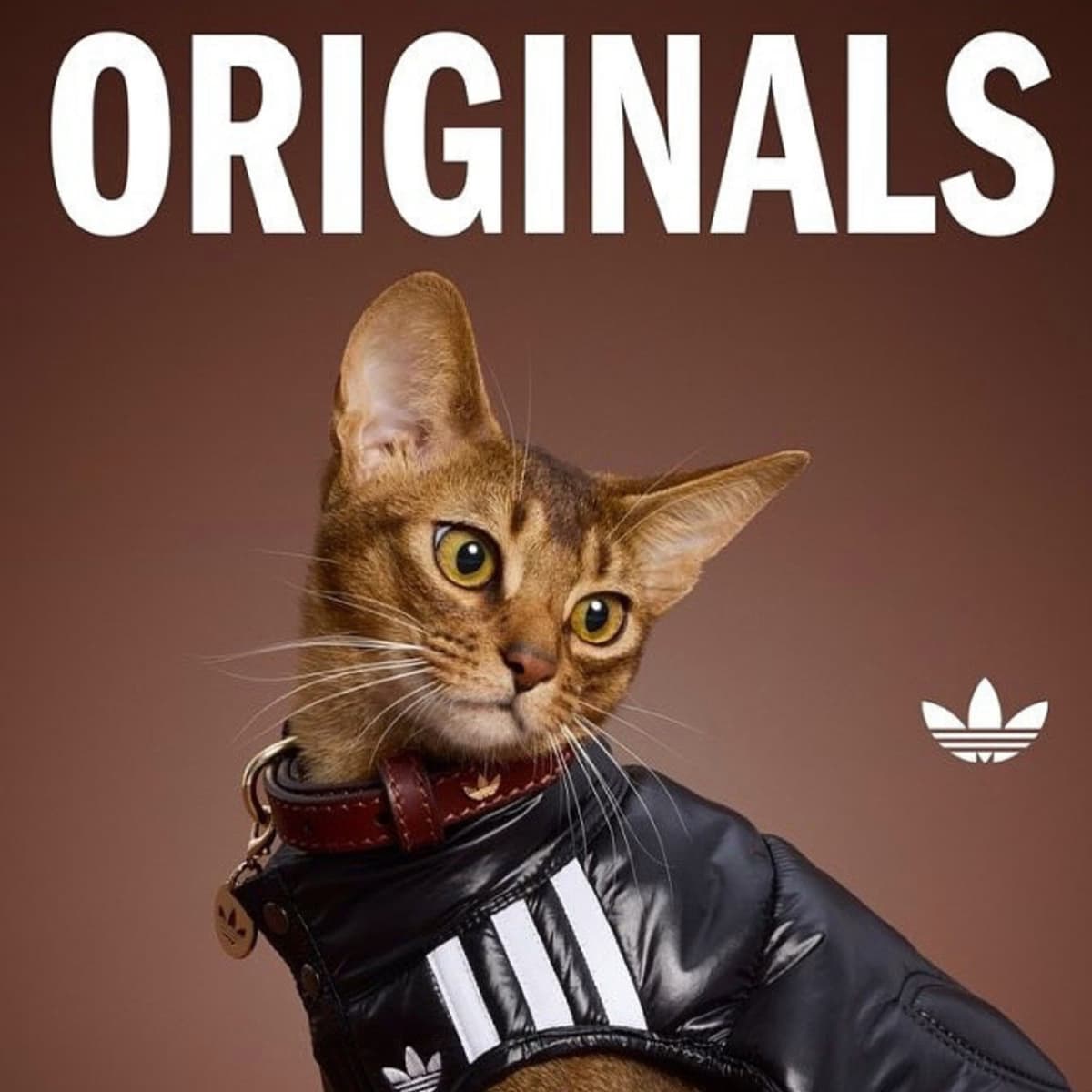 adidas Originals Pet Collection Winter 2026