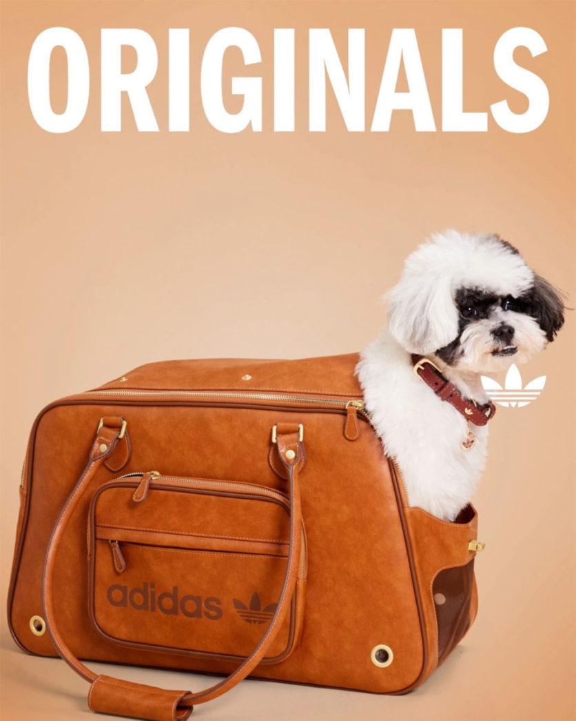 adidas pets collectie