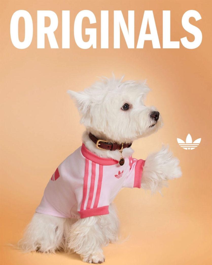 adidas pets collectie