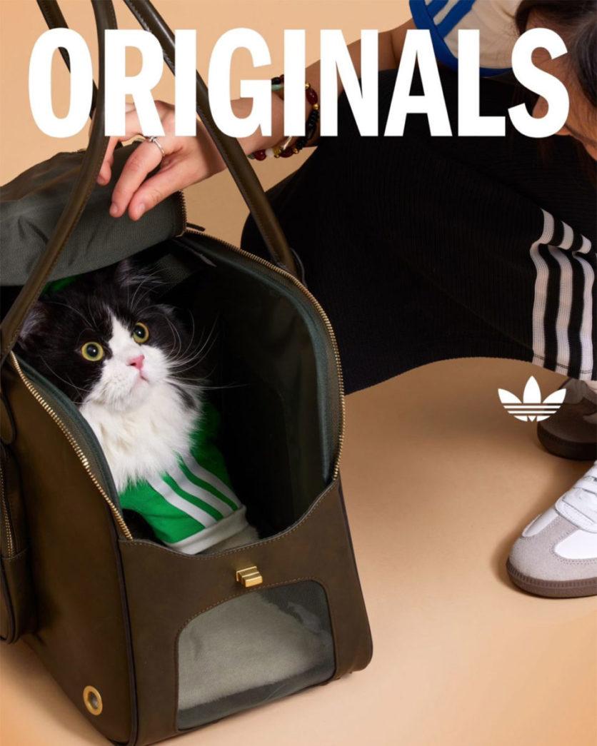 adidas pets collectie