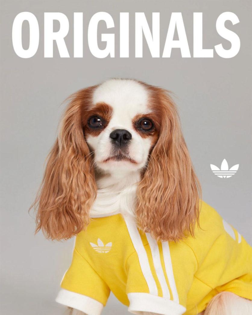 adidas pets collectie