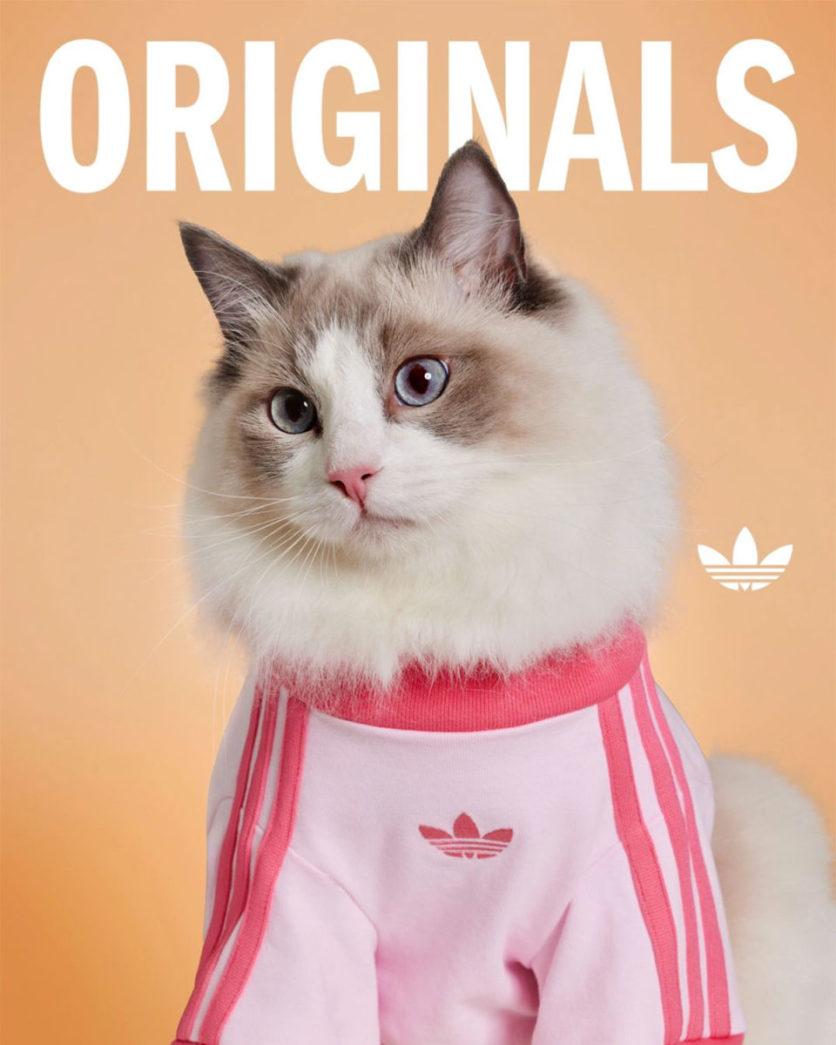 adidas pets collectie