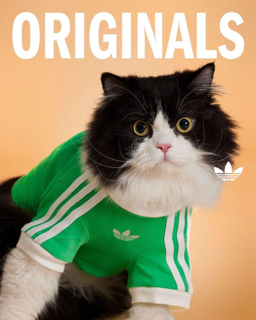 adidas pets collectie