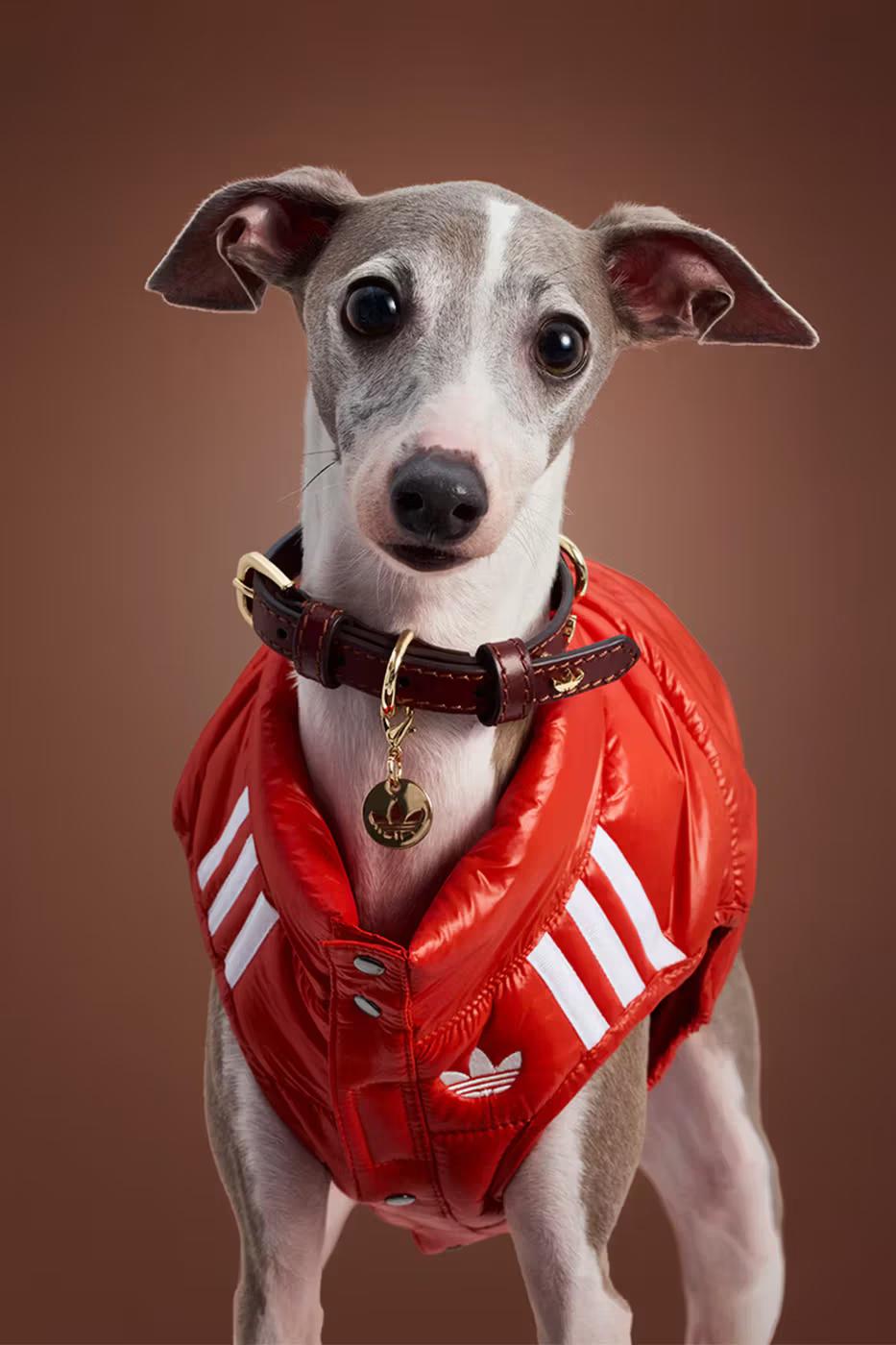 adidas Pet Collection