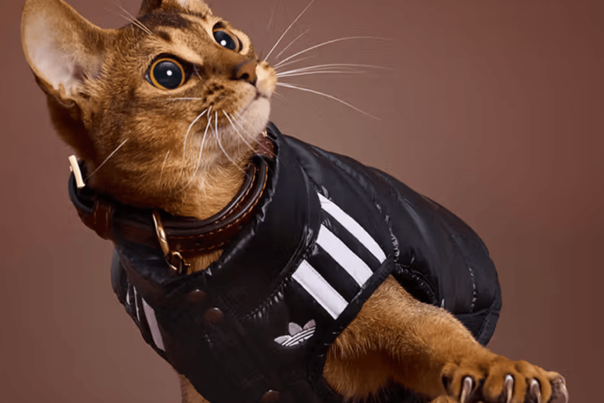 De adidas Pet Collection krijgt een volgende drop